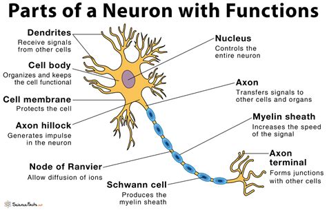 Parts Of A Neuron And Their Functions With Labelled Diagram Brain