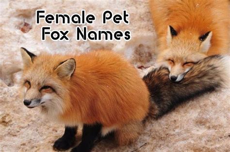 Top 100 Cute Female Pet Fox Names Animals Cute Animals Pet Fox