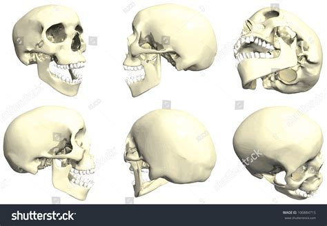 Series Human Skulls No 2 Many Stock Vector 100884715 Shutterstock