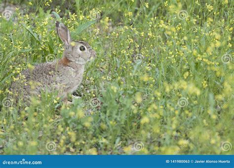 Rabbit Portrait Life In The Meadow European Rabbit Oryctolagus