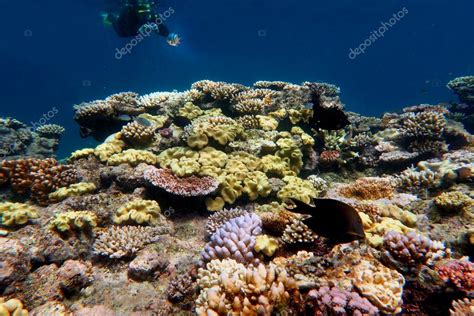 Marine Life At The Great Barrier Reef Queensland Australia Stock Photo
