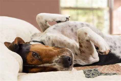 4 Facts About Treeing Walker Coonhounds Greenfield Puppies