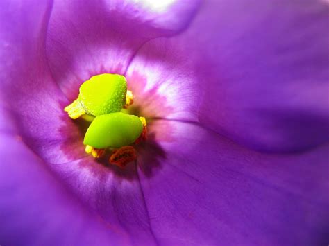 Download in under 30 seconds. Free Purple flower Stock Photo - FreeImages.com