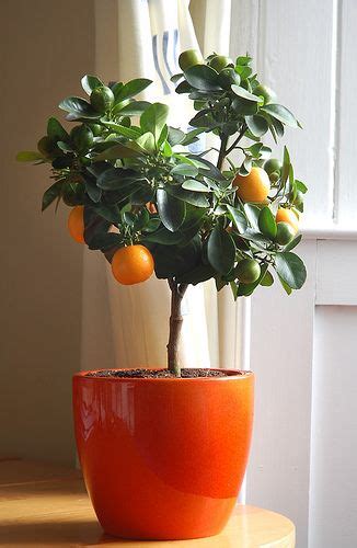 Indoor Fruit Trees Choosing The Ideal Tree For Your Home