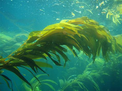 Seaweed Fueled Cars Maybe One Day With Help Of New Tech