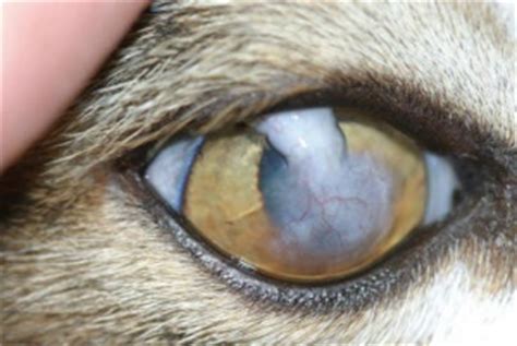 Administering the wrong medication to your cat's fragile eyes can have irreversible consequences. Corneal ulcers - Cat