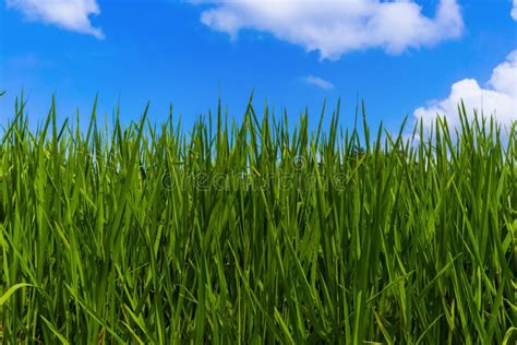 Grass And Cloudy Sky Stock Image Image Of Meadow Abstract 10782925