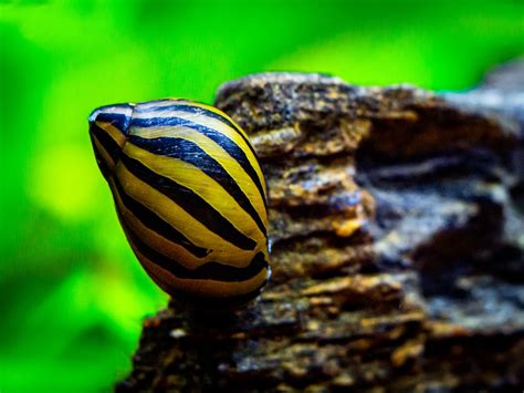 The Definitive Nerite Snails Care Guide Feeding Breeding And More