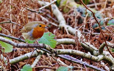 10 Facts About Robins You Didnt Know