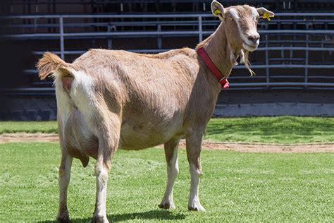 Karena di hari besar umat islam ini tingkat permintaan kambing untuk. Jenis-jenis Kambing di Dunia Ternyata Banyak yang Belum Tau