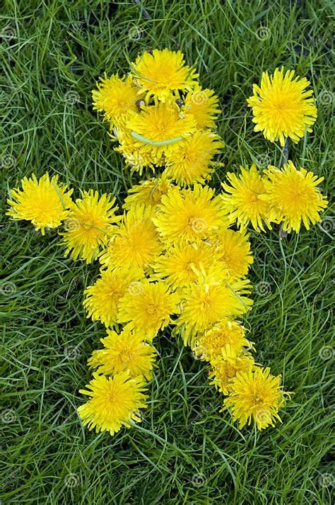 Dandelion Man Symbol Of Spring And Summer Stock Image Image Of