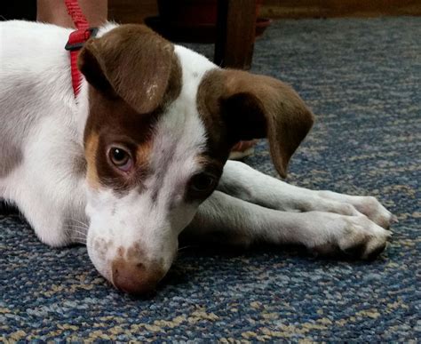 Our mission is to help decompress high volume overcrowded shelters and reduce euthanasia rates by removing vulnerable mother pups. Friday's Friend! Dog Adoption, Operation Paws for Homes ...