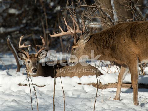 Pair Of Wild Whitetail Deer Stock Photo Royalty Free Freeimages