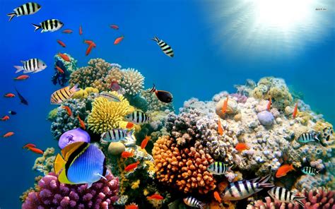 Coral Reef Screensavers And Wallpaper Wallpapersafari