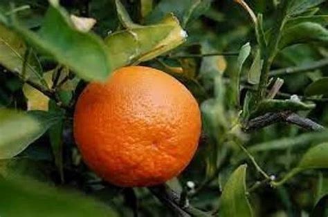 Citrus Aurantium Extract Packaging Size 25 Kg At Rs 2500kg In Surat