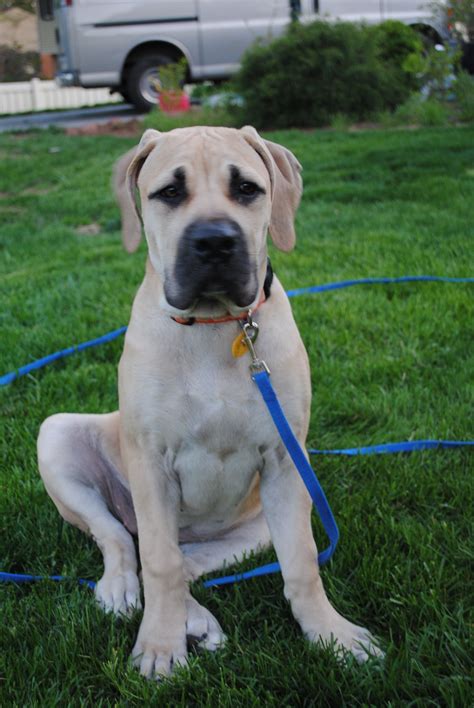They are often confused for a cross between a mastiff and a bulldog, however they are a unique breed that has been. boerboel mastiff | Mastiff breeds, South african mastiff, Dogs