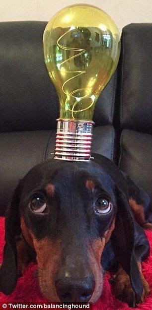 Harley The Sausage Dog Can Balance Anything On His Head Dogs