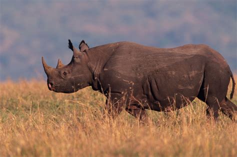 Una Luz De Esperanza Para Salvar Al Rinoceronte Negro National