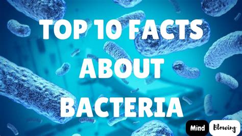 Top 10 Facts About Bacteria Interesting Facts About Bacteria Youtube