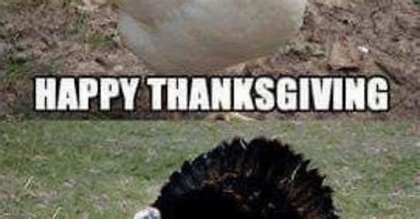 happy thanksgiving imgur enjoy a turkey day dump album on imgur