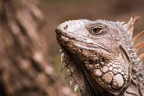 Free Picture Lizard Nature Wildlife Portrait Reptile Animal Iguana