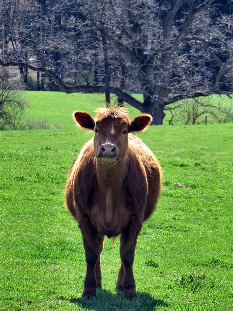 Happy Cow Photograph By Art Dingo Fine Art America