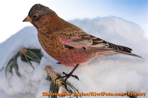 Free Finch Wallpaper Download Animals Town