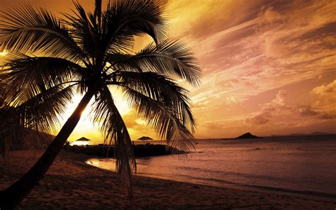 Green Palm Tree Landscape Sunset Beach Palm Trees Hd Wallpaper
