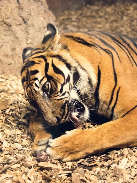 Tiger Eating Free Stock Photo Public Domain Pictures