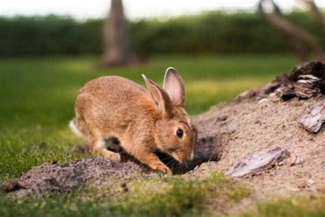 Why Do Rabbits Dig Holes 10 Reasons For This Behavior Pet Keen