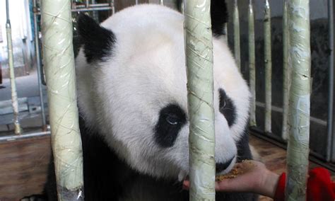 In Pictures Basi The Worlds Oldest Panda In Captivity Global Times