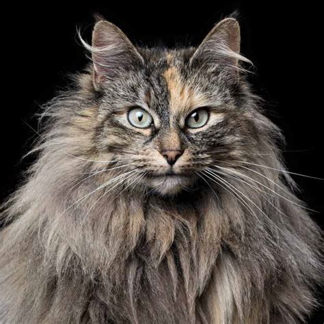 17 Breeds Of Cat That Are All Beautiful We Love Cats And
