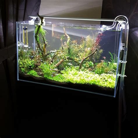 Just leave the plant in the aquarium, and new growth will once again emerge. Aquascaping is an art. To learn more about aquascaping ...