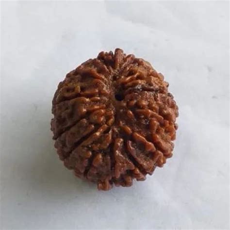 Round Brown Mukhi Rudraksha Size Mm At Rs Piece In Aliganj Id