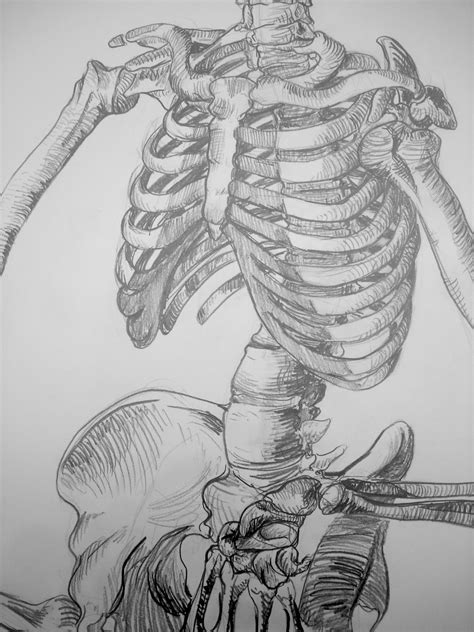 11 Idees De Anatomie Croquis Danatomie Dessin Dessin Main Images