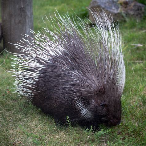 Cape South African Porcupine Marwell 08 Aug 2014 Zoochat