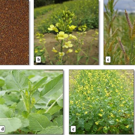 the pictures of ethiopian mustard brassica carinata a seed b download scientific
