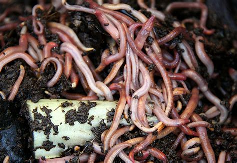 Kuow Why Do Earthworms Love To Come Out In The Rain