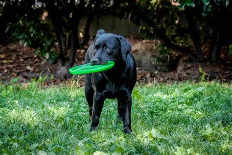 How To Teach A Dog To Catch A Frisbee Training Guide