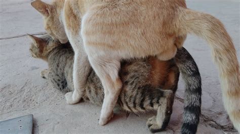 Cats Mating Closely Record Unsuccessfully Youtube