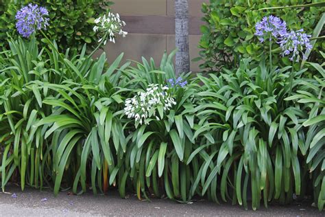 They therefore form an indispensable perennial that keeps the border in. Agapanthus sp.