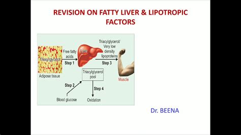Fatty Liver And Lipotropic Factors Brown Adipose Tissue