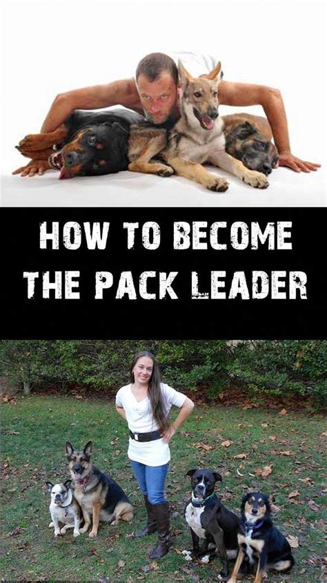 How To Become The Pack Leader Dog Training Puppy Training Dog