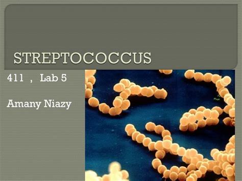 Ppt Streptococcus Powerpoint Presentation Id 2327955