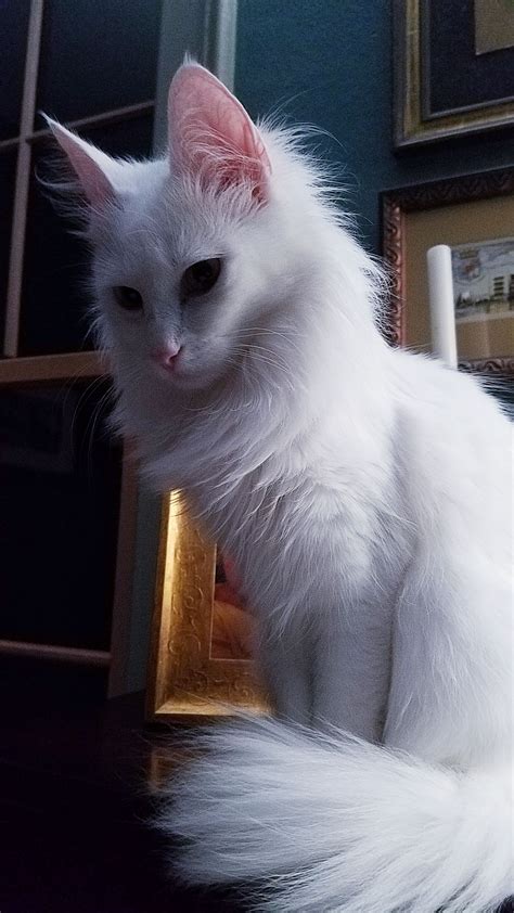 Rw Bw Sgc Chateaumane Ev Sunak In 2021 Angora Cats White Cat Breeds