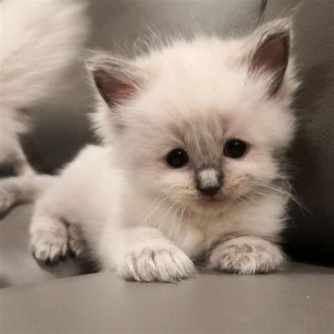 Purebred Ragdoll Kittens for Sale