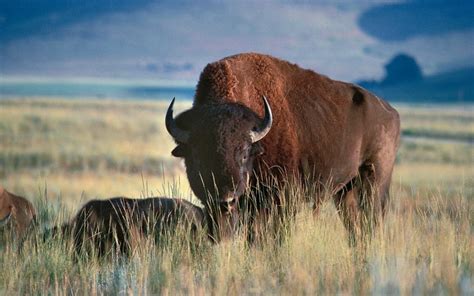 More images for how far is buffalo from canada » 5 Differences Between Bison and Buffalo - Comparison Table