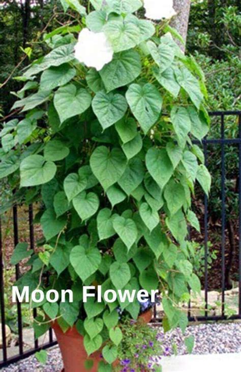 Top 10 Pergola Plants To Grow Your Pots Home Gardeners Climbing
