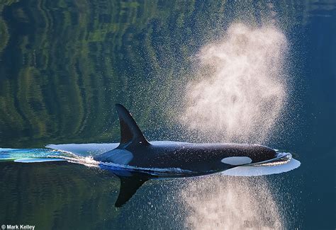 Killer Whale Orca Southeast Alaska Image 2746 Mark Kelley