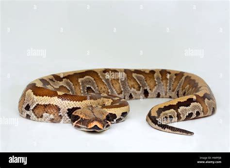 Blood Pythons Python Brongersmai Stock Photo Alamy